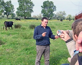 Délices du Scamandre, viande taureau aop bio